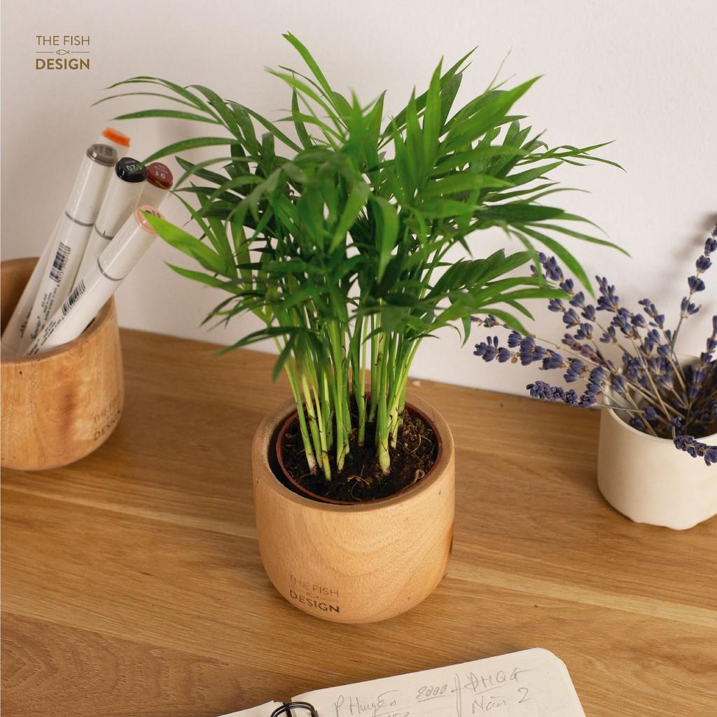 Chậu cây Cau Tiểu Trâm hợp với những người mệnh Mộc và thủy giúp xua đuổi tà ma, khí xấu trong nhà, thu hút tiền tài, vận may, giảm stress hiệu quả | size S | The Fish Design