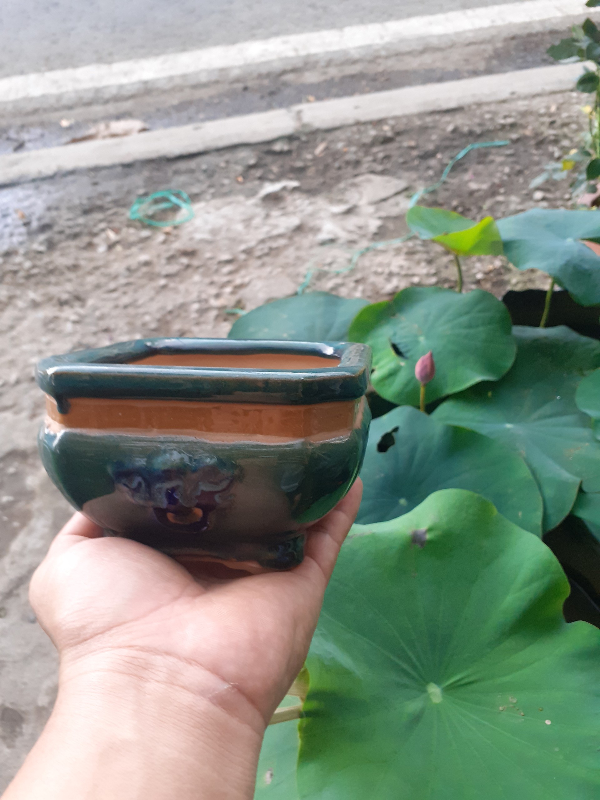 Chậu Bonsai mini màu ngọc bích vua sư tử
