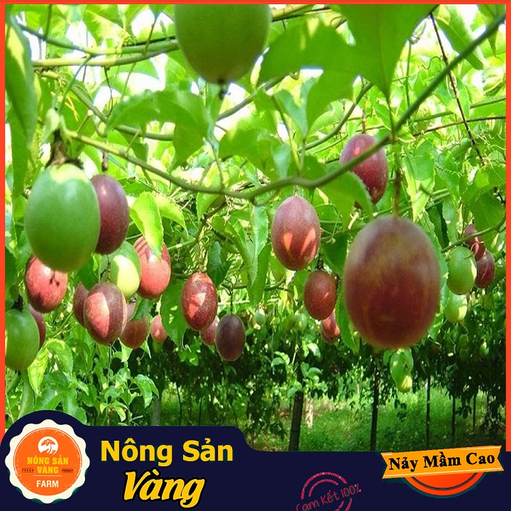 Hạt giống Chanh Dây ( Gói 50 Hạt ) - Nông Sản Vàng