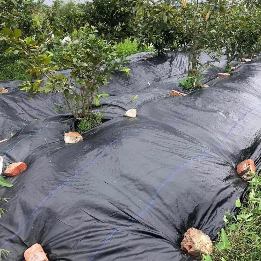Màng phủ chống cỏ dại 2m độ bên lên đến 5 năm