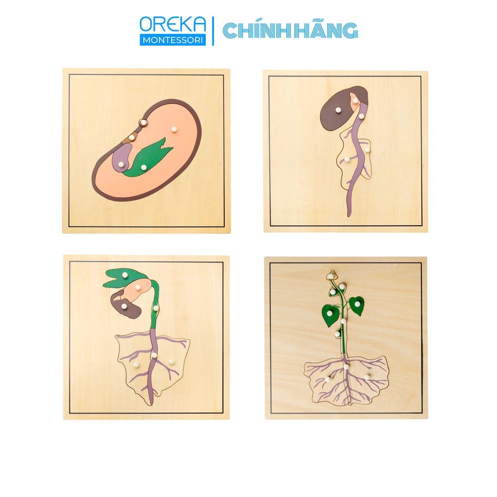 Đồ chơi trẻ em Oreka Montessori Ghép hình thực vật: Quá trình Phát triển của Cây - 0610600