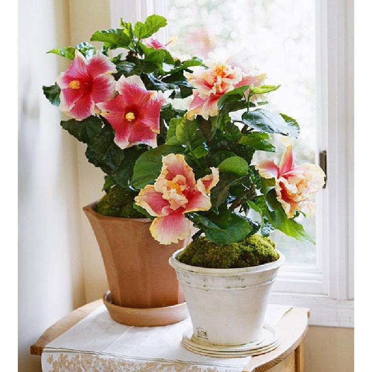 Hạt giống hoa râm bụt lùn Thái Mix màu - gói 10 hạt