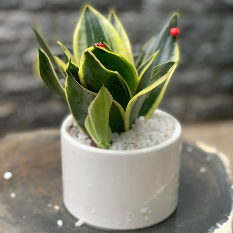 Cây Lưỡi Hổ Thái - Mẫu 02