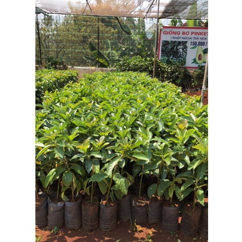 CÂY GIỐNG BƠ CUBA TRÁI TO