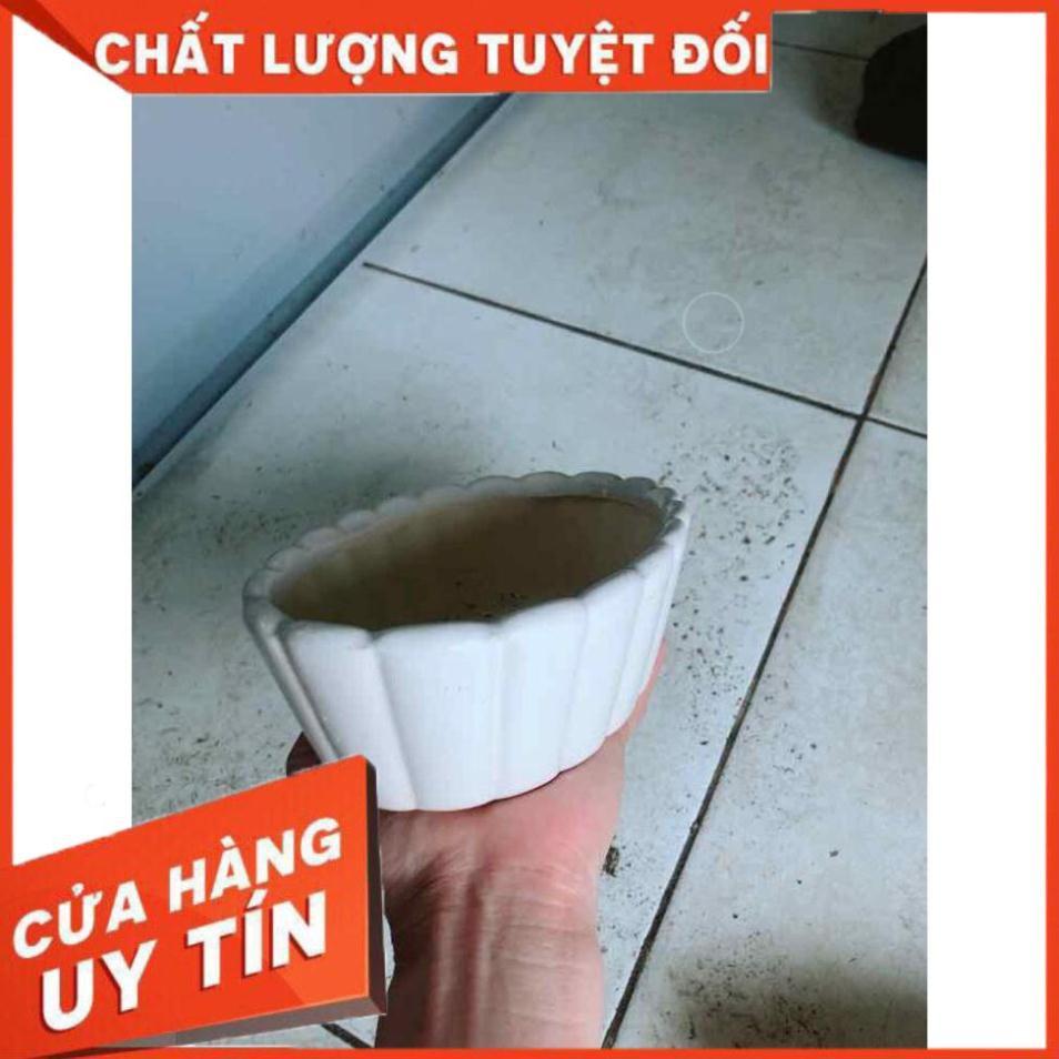 Chậu Trồng Cây Nhiều Người Mua