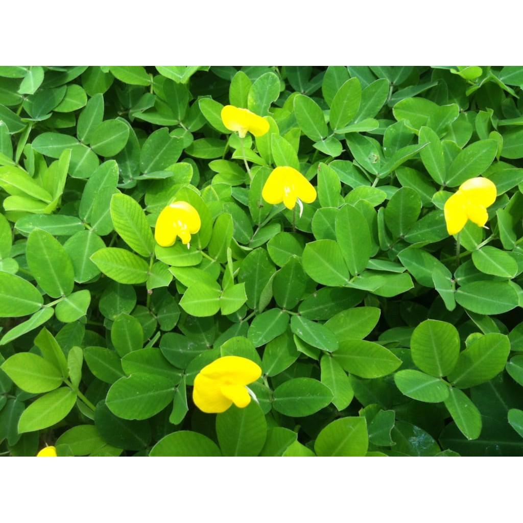 Hạt Cỏ Thảm Lạc Dại 50g - Khoảng 300 hạt