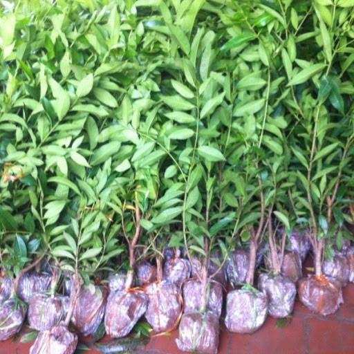CÂY GIỐNG LÁ VỐI NẾP