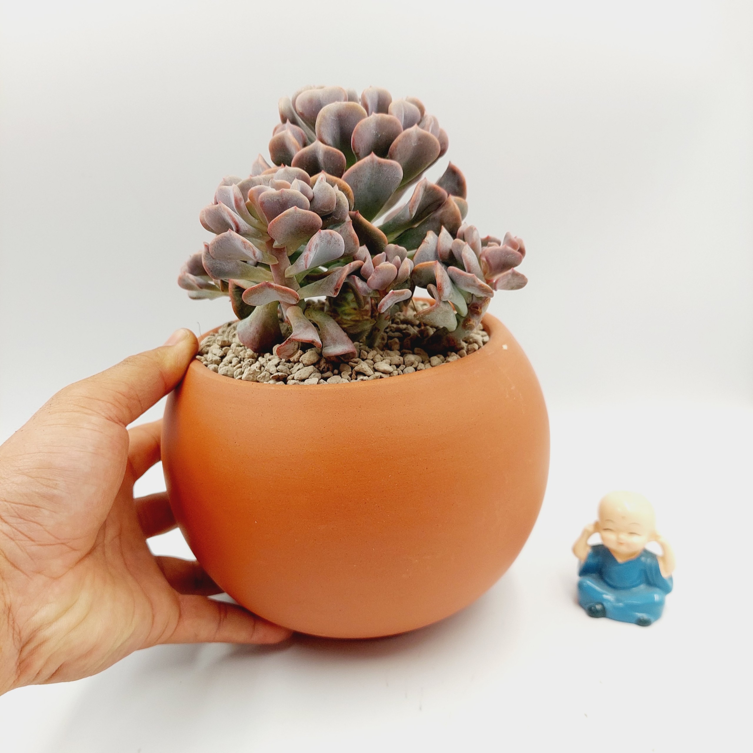 Chậu đất nung, chậu sen đá - A ball succulent 13125, miệng chậu 13cm, chiều cao 12.5cm