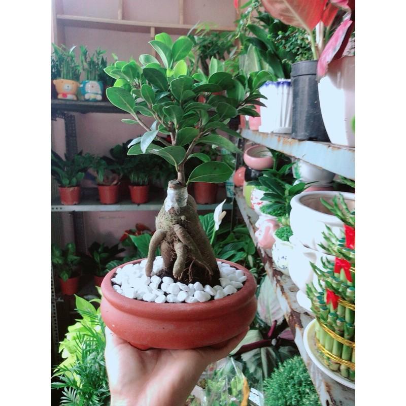 Chậu Cây Si Bonsai