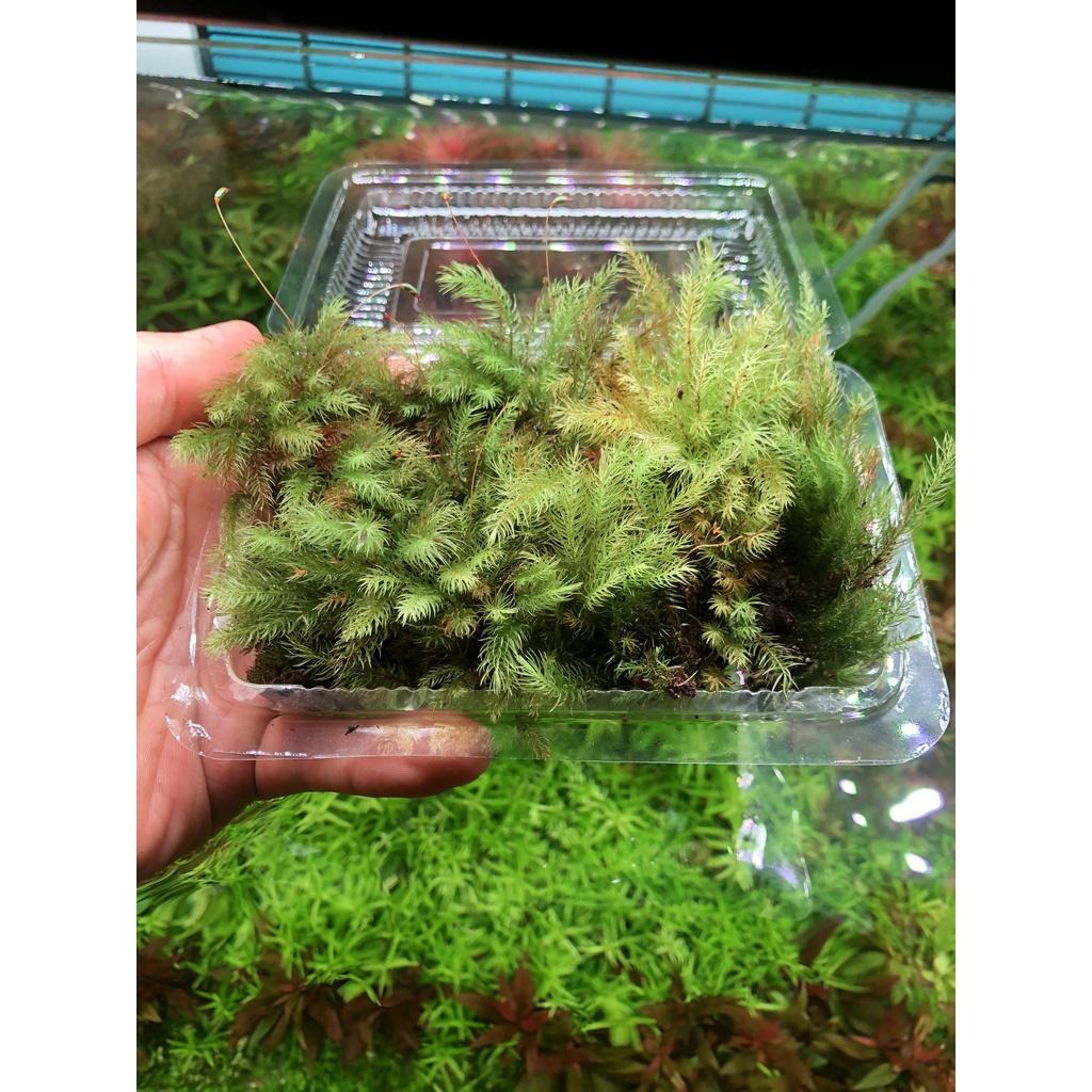 Rêu Spiny, rêu đuôi sóc set bể terrarium, bán cạn