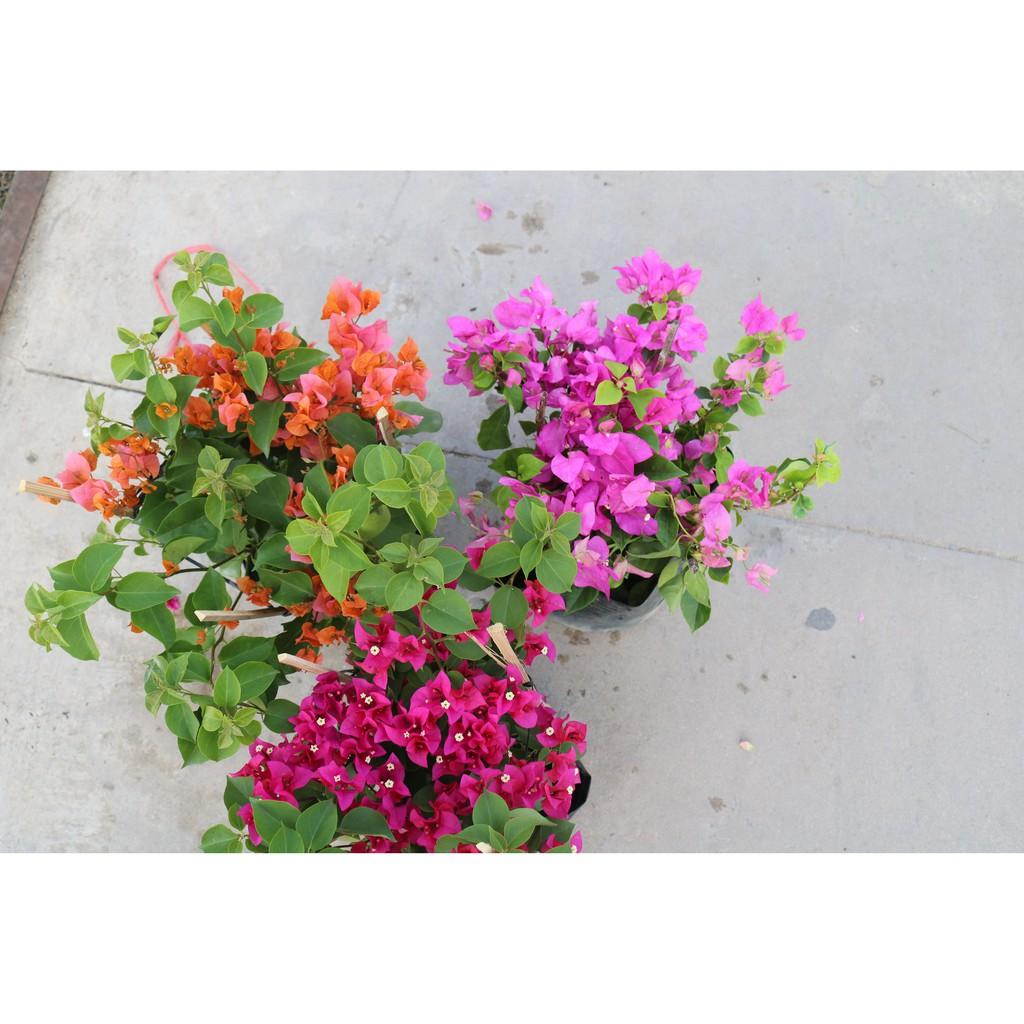 Chậu cây hoa Giấy bông màu hồng