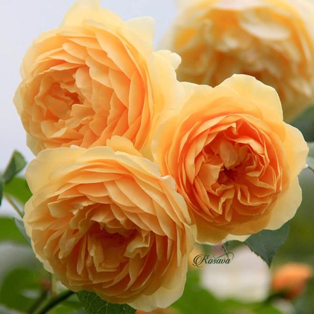Cây giống Hoa hồng Golden Celebration Rose-bầu to lớn, cây trưởng thành trưởng thành