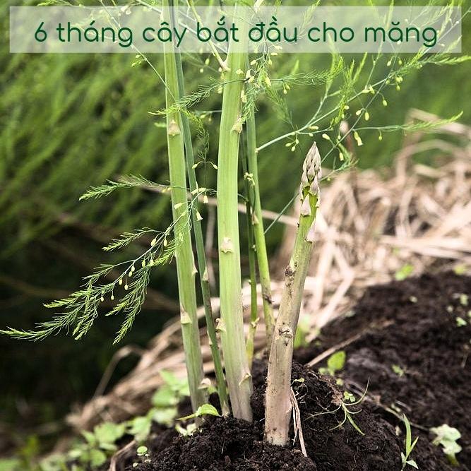 Hạt giống măng tây xanh gói 0,5gr - Dễ trồng