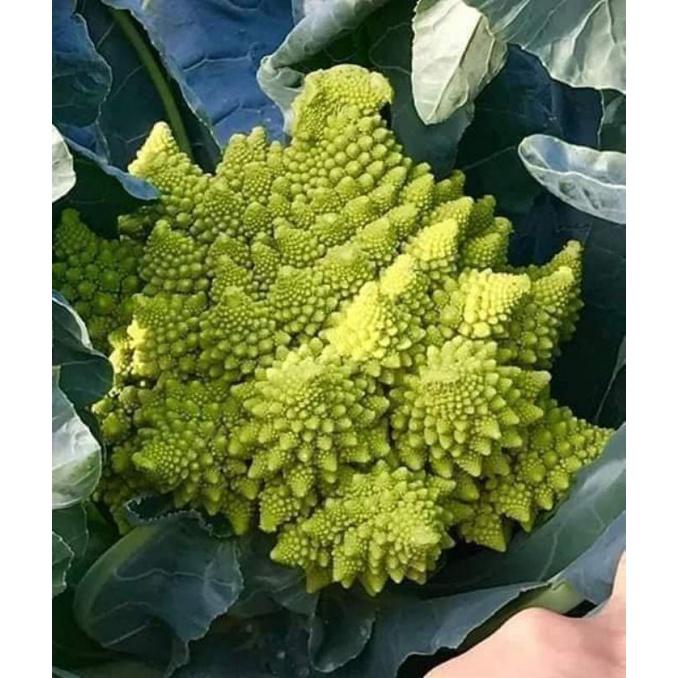 100 hạt giống súp lơ san hô bốn mùa Phương Nam