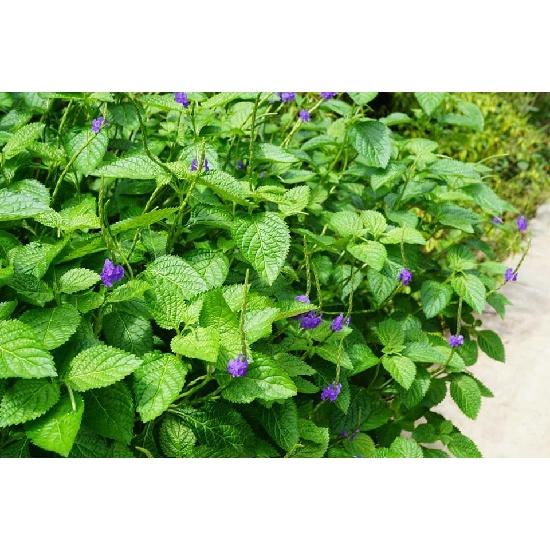 Hạt giống cây đuôi chuột CT71 - Gói 100 hạt