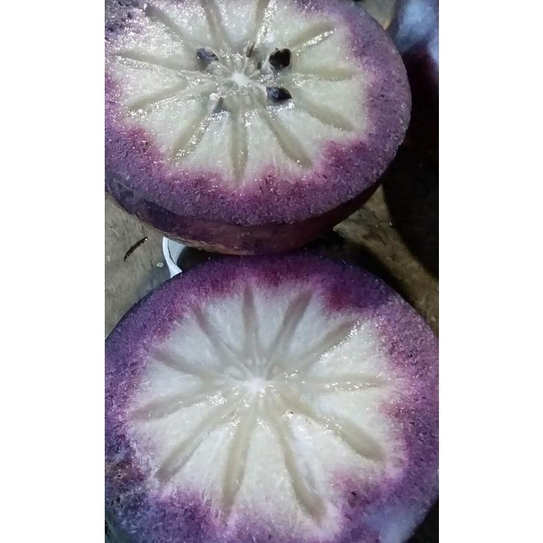 Cây giống Vú Sữa lò rèn giống