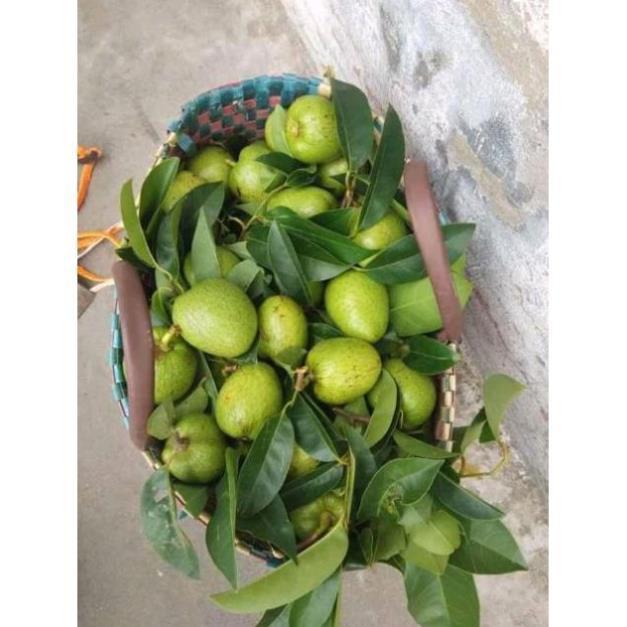 1kg Quả bình bát khô