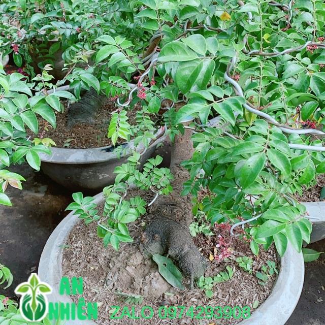 Chậu Cây Khế Lớn Chỉ Giao Hoả Tốc