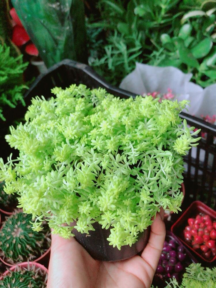 Sen Sedum vàng
