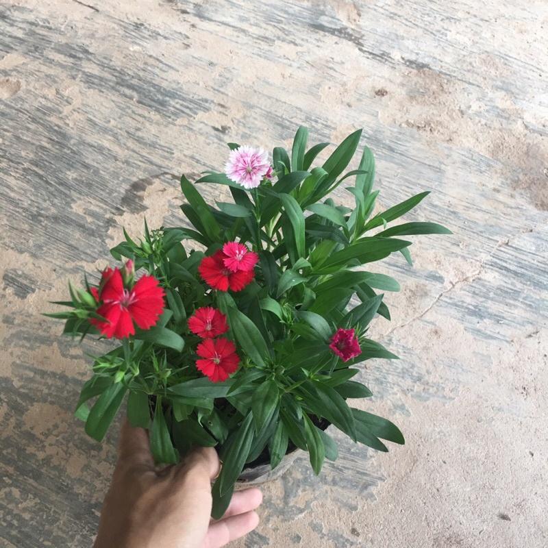 Cây hoa cẩm chướng mix màu trồng trong bịch đen đã có hoa và nụ