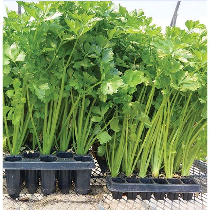 Hạt giống rau cần tây cao sản F1 KNS384 - Gói 2gram