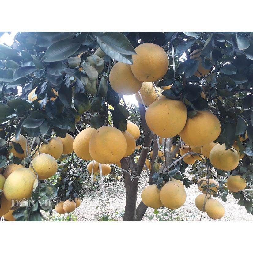 Cây giống bưởi diễn