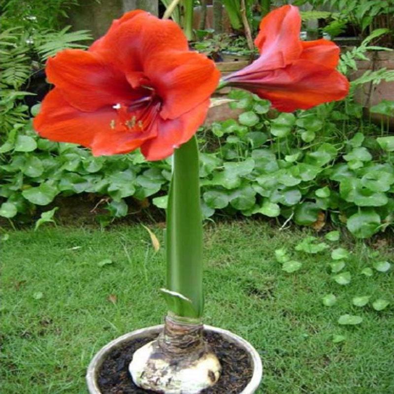 Củ hoa lan huệ - cây cảnh để bàn - ra hoa sau 1 tháng