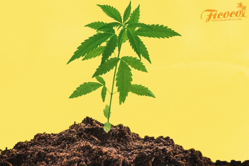 Giá Thể Xơ Dừa Xử Lý Coco Wow - Gói 5L