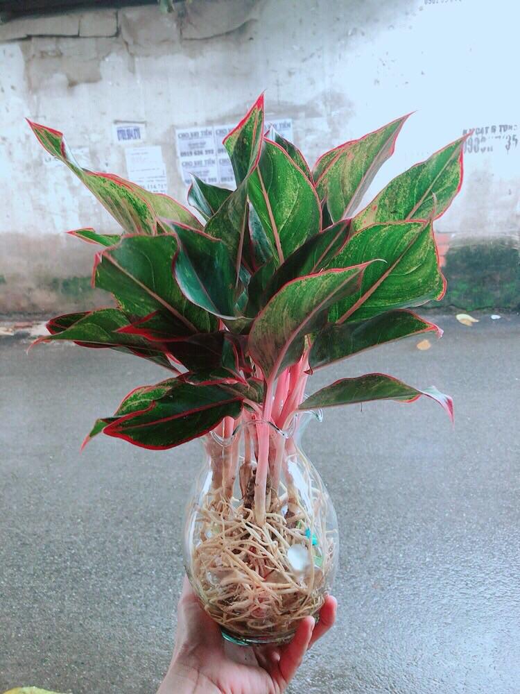 Chậu Cây Trồng Thuỷ Sinh 120k/Chậu