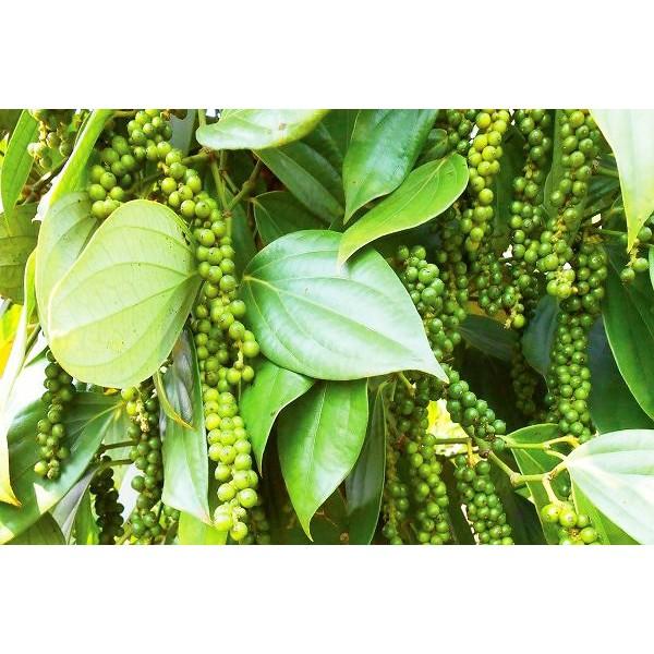 Cây giống Tiêu Trâu .