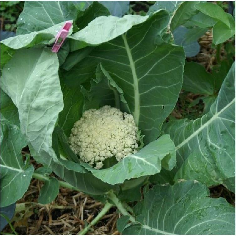Hạt giống Súp lơ trắng – 0.2Gram/Gói