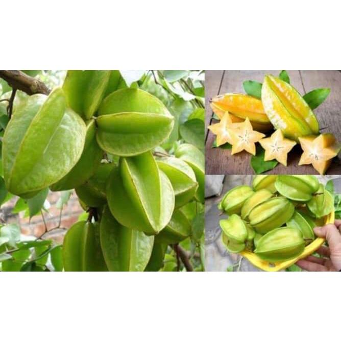 Cây giống khế chua