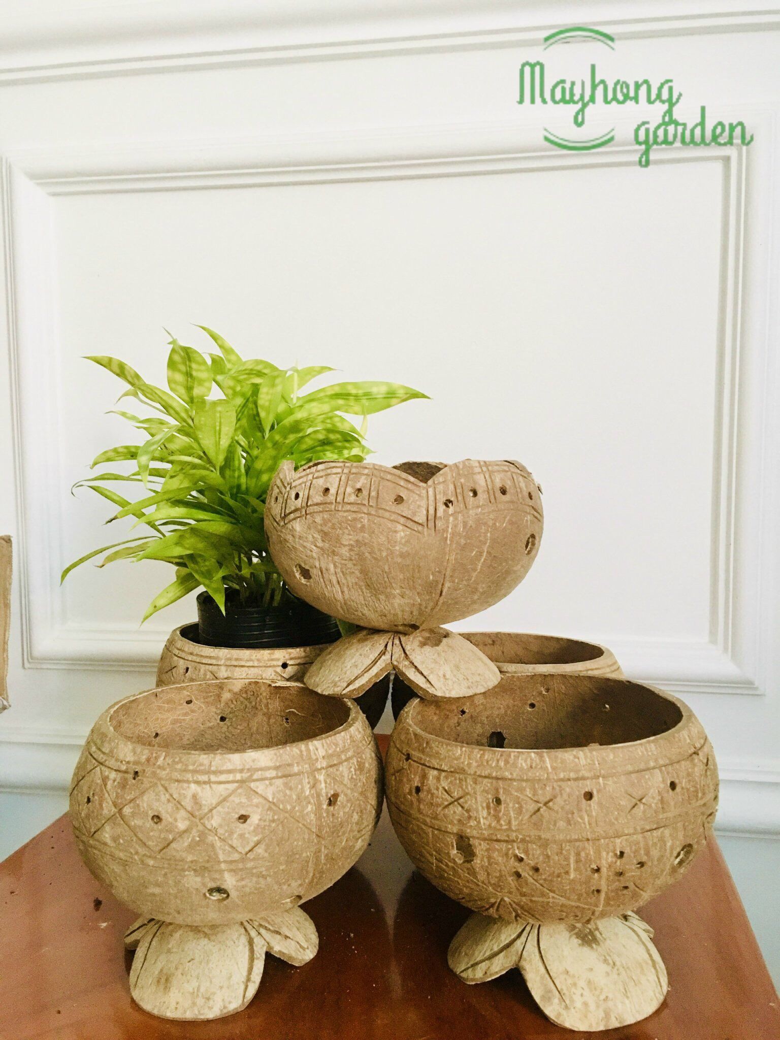 Combo 5 gáo dừa trồng cây để bàn- phối tiểu cảnh, trồng lan  hoa văn ngẫu nhiên