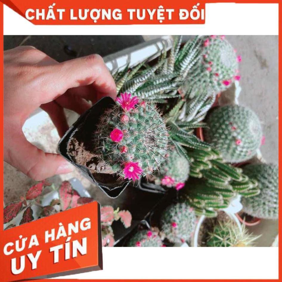 Xương rồng nhỏ có hoa Nhiều Người Mua