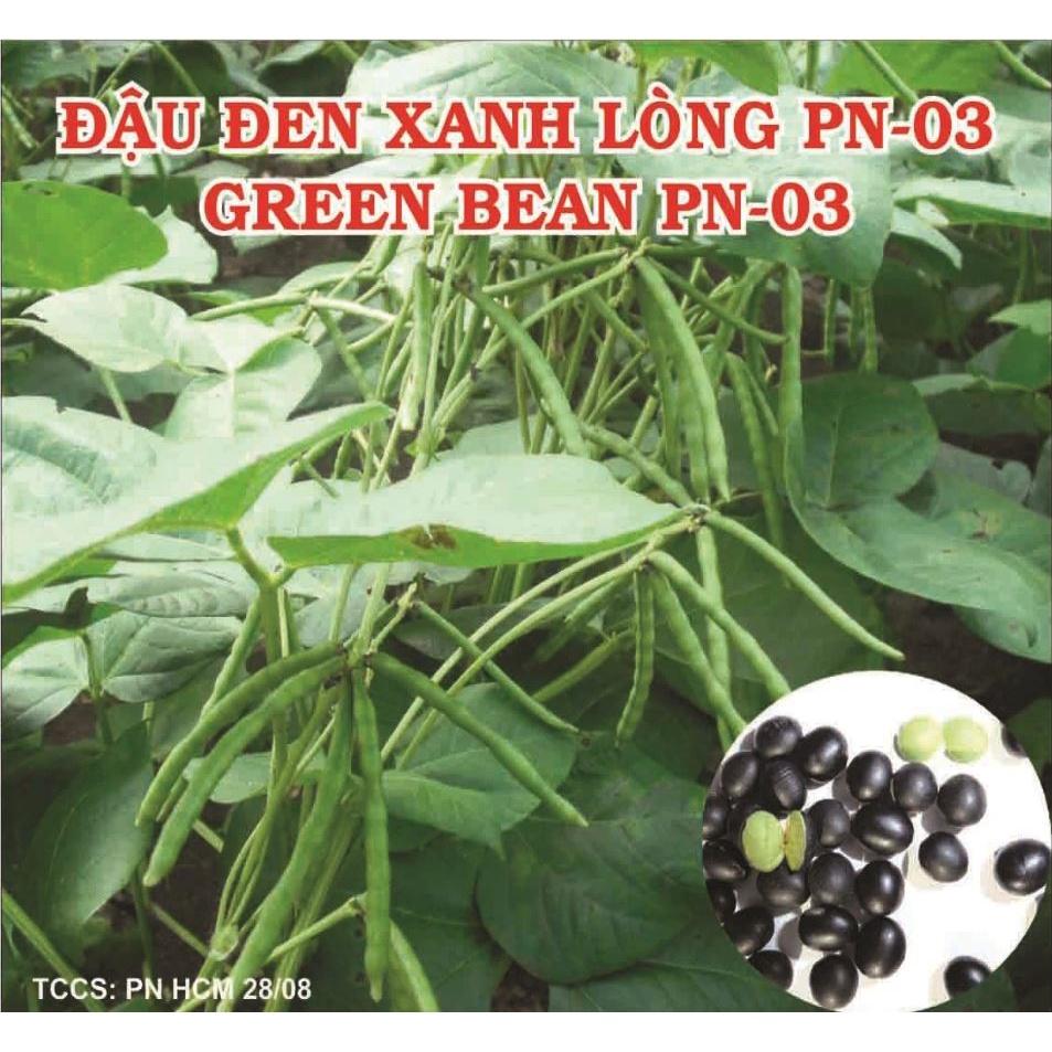 Hạt giống đậu đen xanh lòng - Gói 100gr