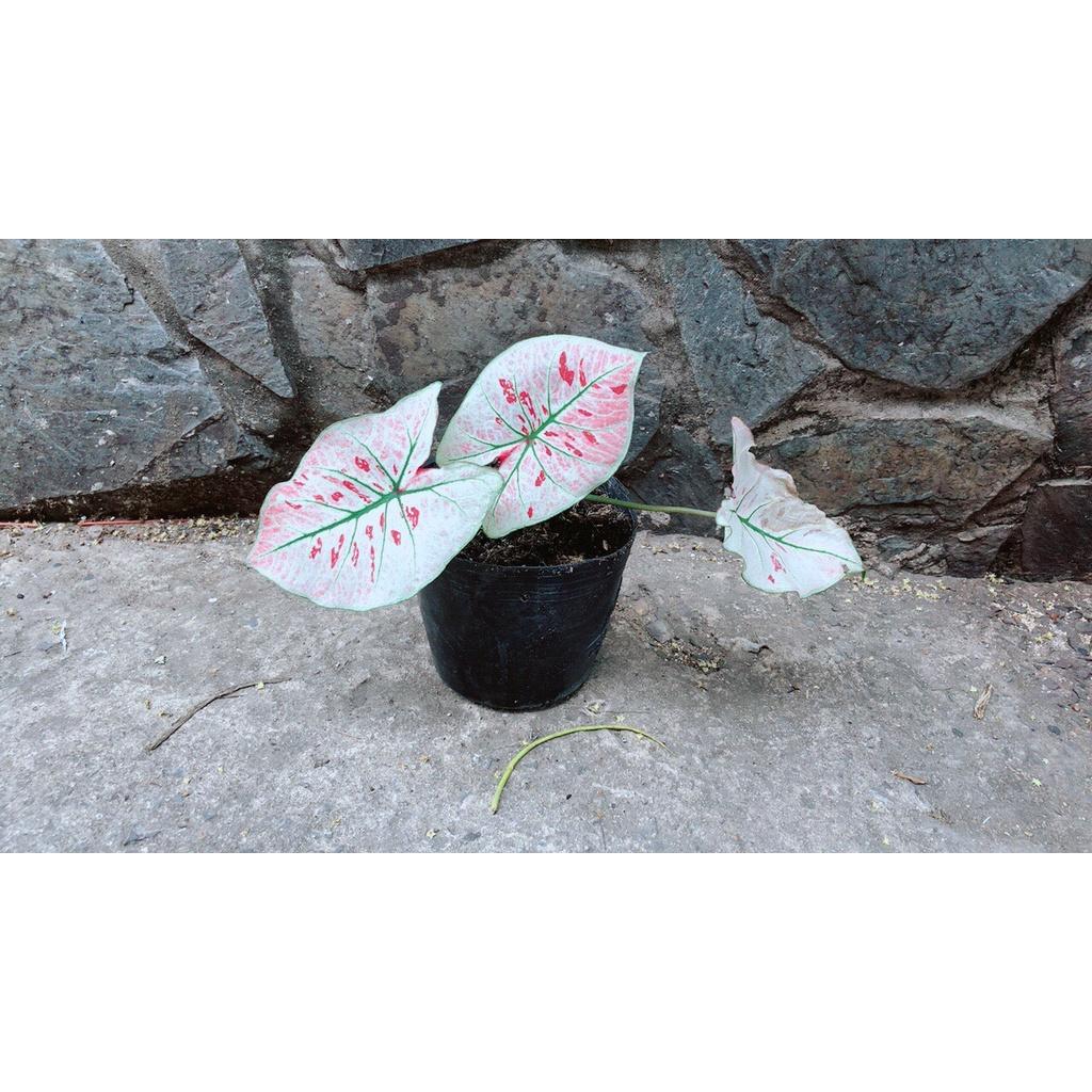 Cây Môn Trắng Kiểng