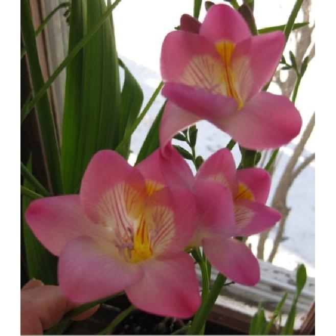Combo 3 Củ giống hoa lan nam phi hoa màu hồng - 3 củ-thời gian có hoa 3 tháng-HGNN