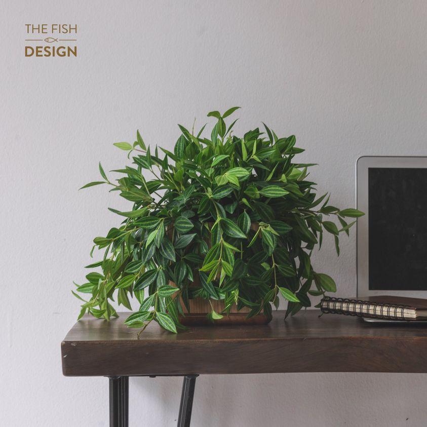 Chậu Cây Bình An size LS | The Fish Design