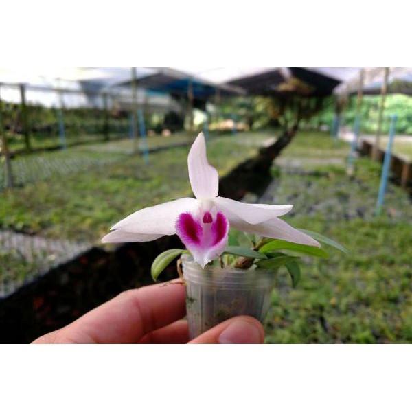 Hoa phong lan - 5ct gieo hạt