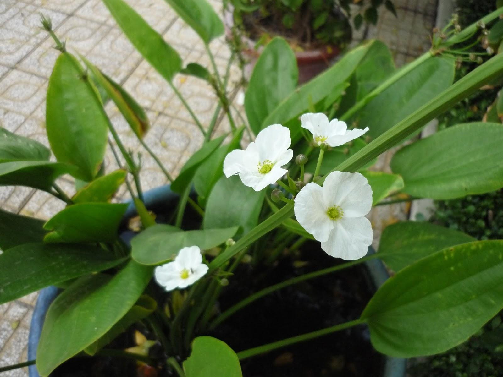 Chậu cây BÁCH THỦY TIÊN, THỦY SINH - Cây PHONG THỦY, may mắn, tài lộc - gửi đi nguyên bầu