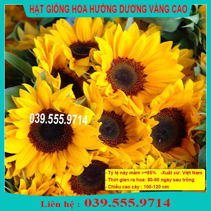 HẠT GIỐNG HƯỚNG DƯƠNG VÀNG CAO CHẤT LƯỢNG CAO