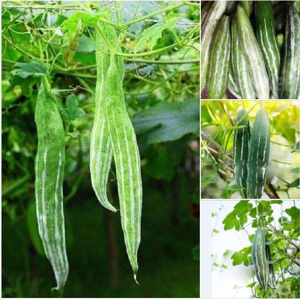 Hạt Giống Lặc Lày 10 hạt/gói