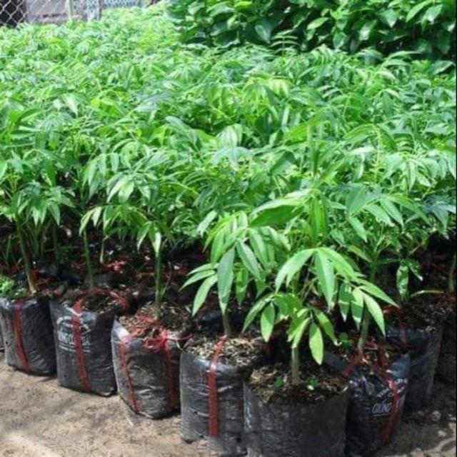 CÂY GIỐNG CÓC THÁI SIÊU QUẢ