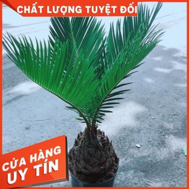 Cây Vạn Tuế