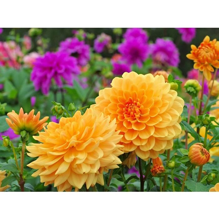 Hạt Giống Hoa Thược Dược Kép Cao Mix Màu KNS3670 - Gói 30 hạt