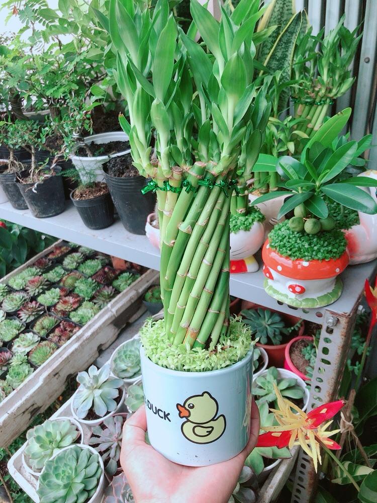 Chậu Trúc Phát Tài