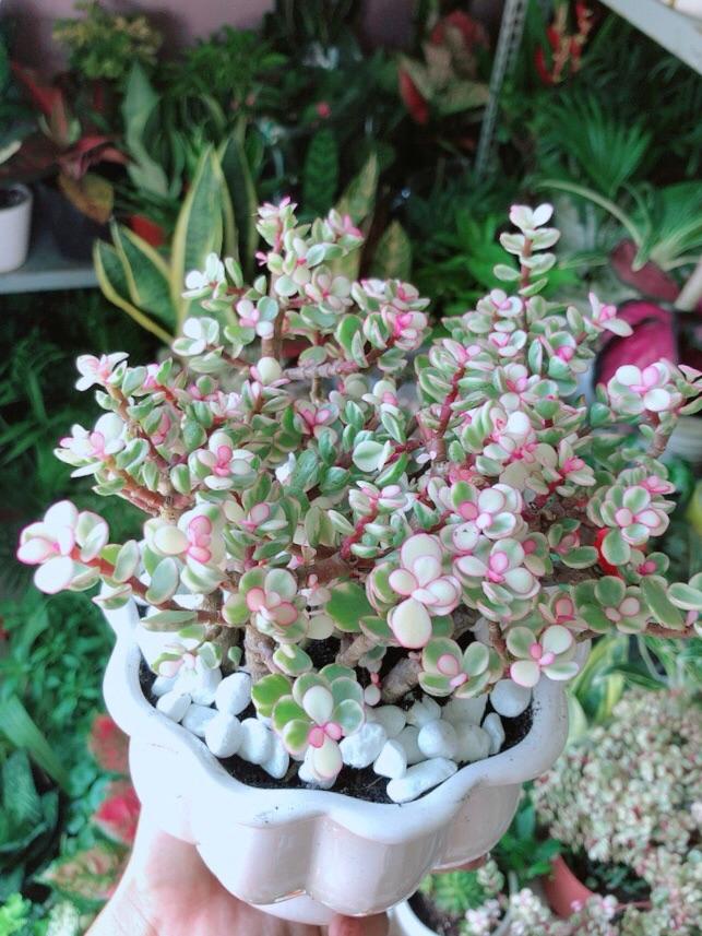 Chậu Cây Cành Vàng Lá Ngọc