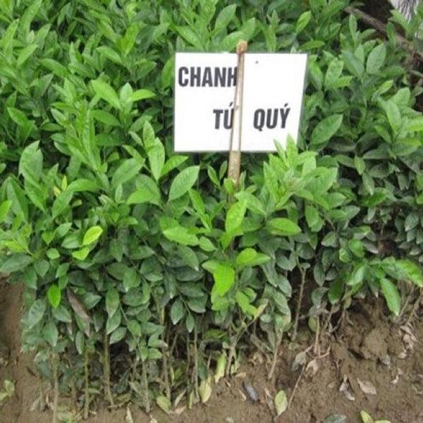 Cây giống chanh tứ quý quả chùm ra quả quanh năm