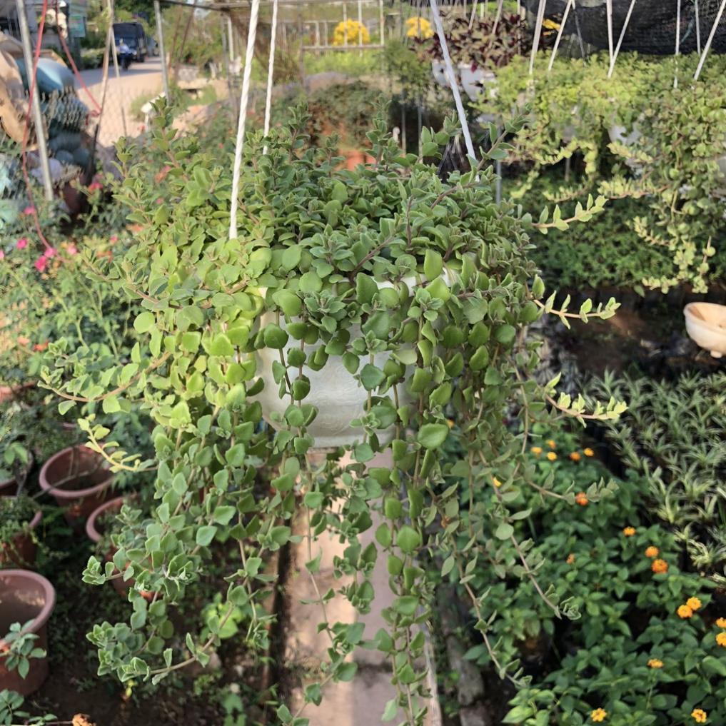 CÂY VẢY RỒNG RỦ TRỒNG CHẬU TRẮNG NHIỀU NGỌN SUM SUÊ LÁ ĐẸP THÍCH HỢP LÀM CÂY TREO BAN CÔNG