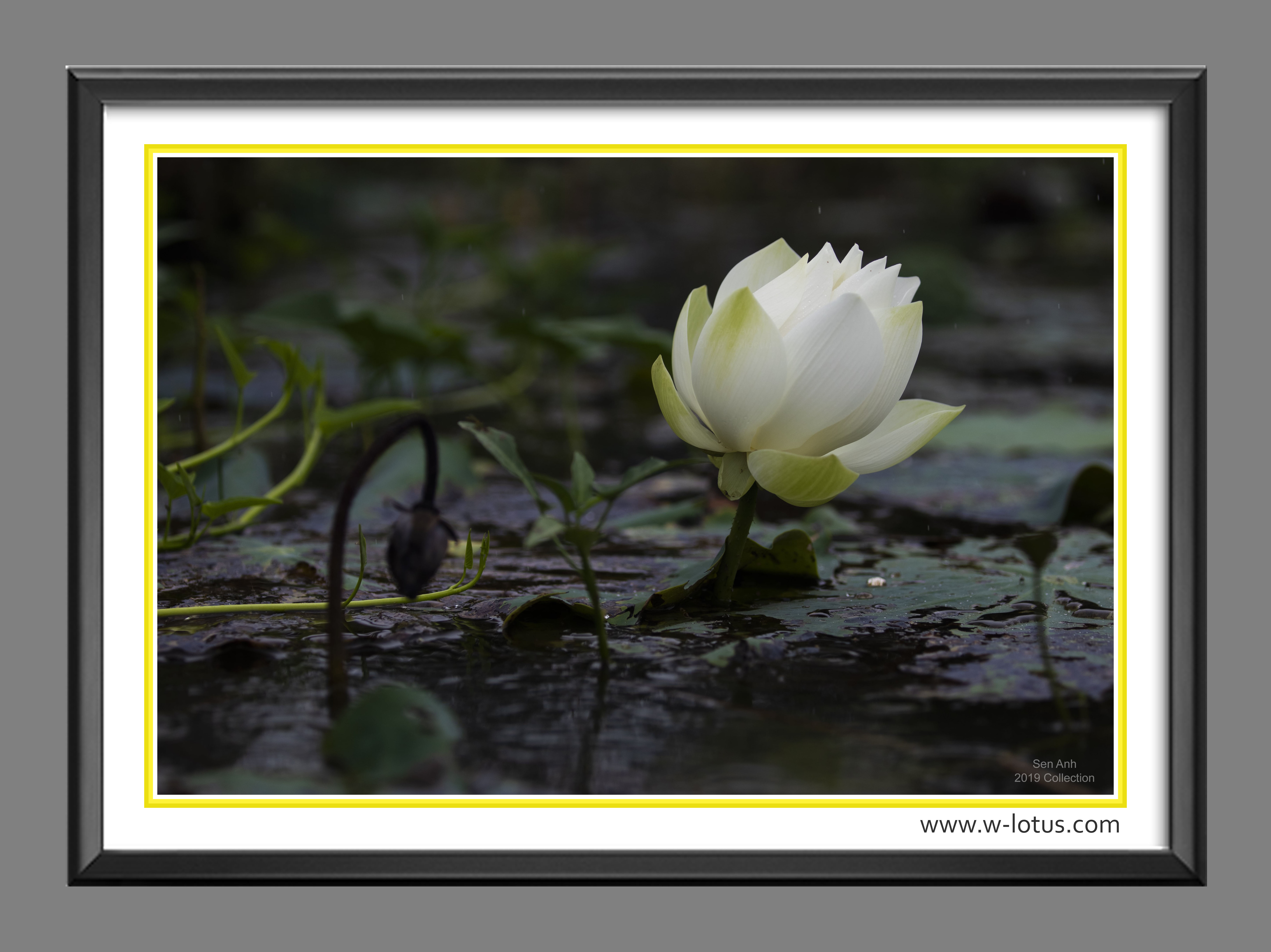 Tranh canvas hoa Sen treo phòng khách ST-00259